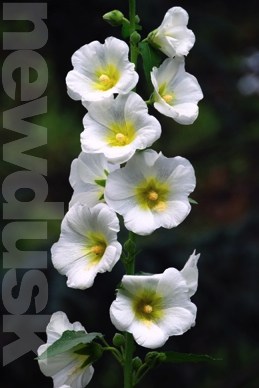 bloom